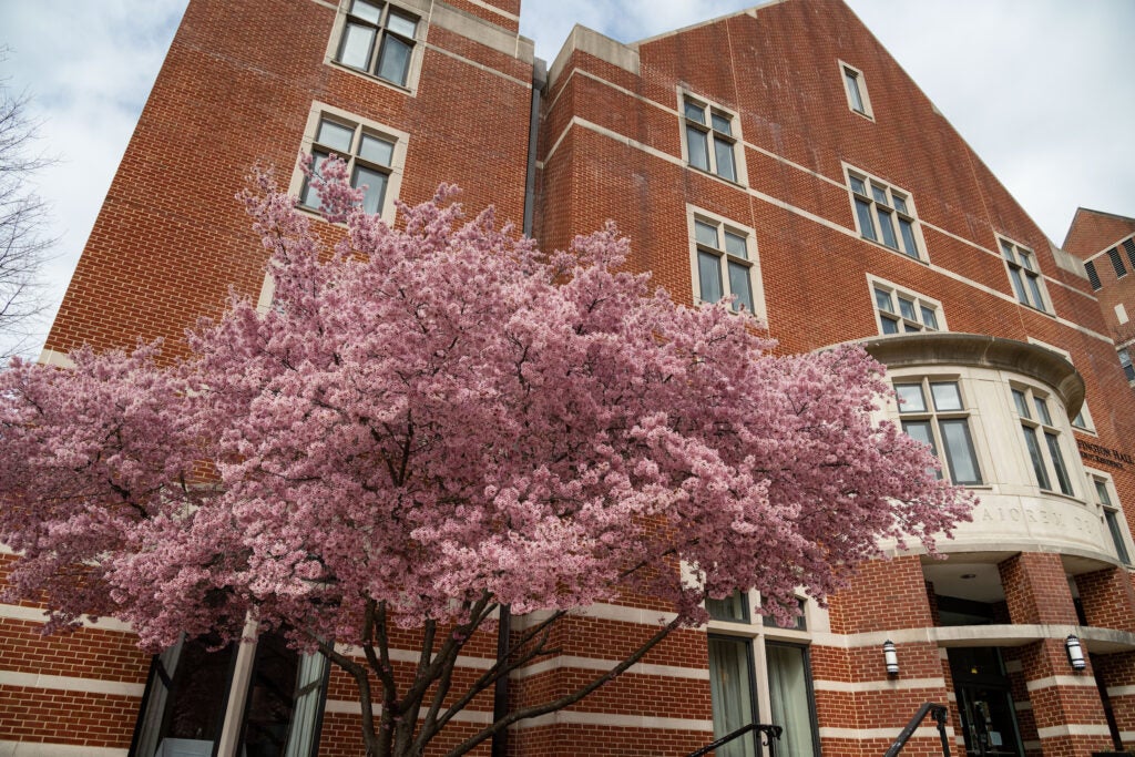 The 4-story, all-brick exterior of Wolfington Hall. A blooming tree with pink blossoms sits in front of the building.