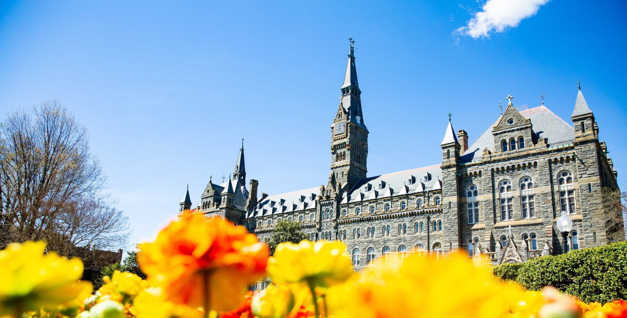 Healy Hall, a neo-gothic style building, on a sunny spring day with yellow flowers in the foreground.